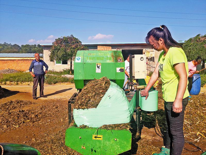 養牛“卡脖子”難題迎刃而解