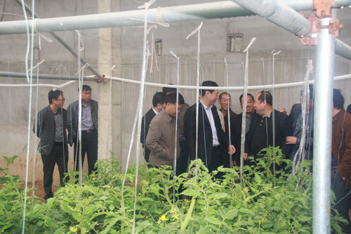 領導組在杏坪鎮(zhèn)新型農(nóng)業(yè)蔬菜種植基地觀摩